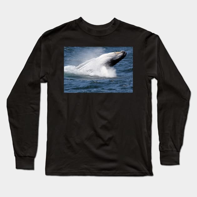 Humpback whale breaching off Eden, NSW Long Sleeve T-Shirt by Kirkcov